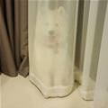 funny dog 4