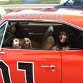 funny dog 1