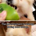 funny dog 5