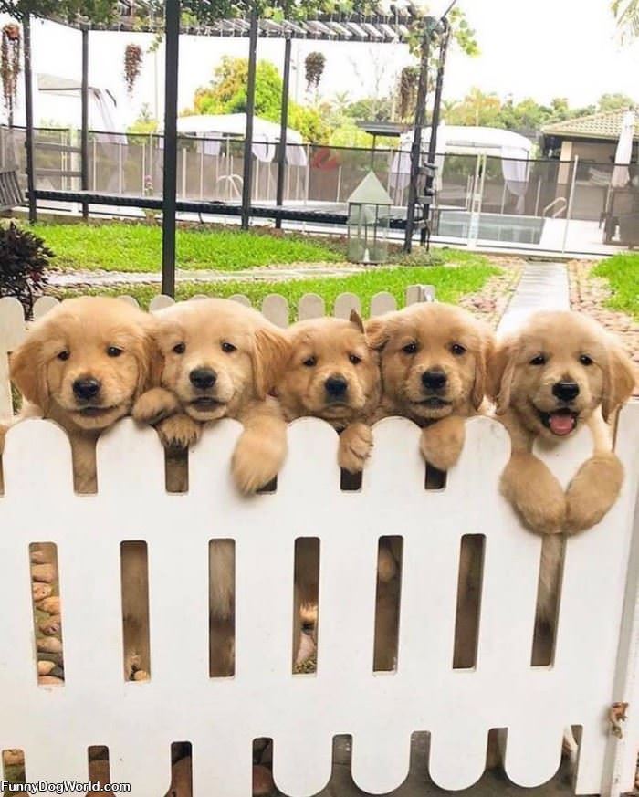 The Fence Of Puppies