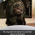 funny dog 1