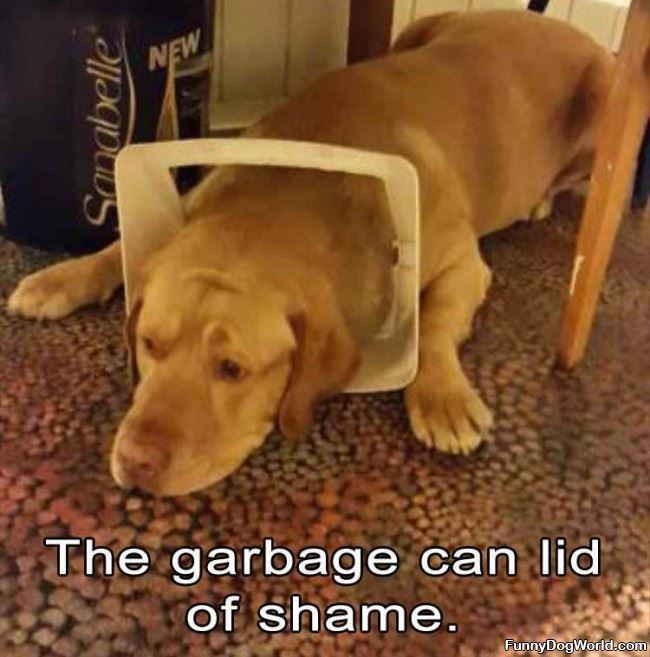 The Garbage Cat Lid Of Shame