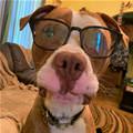 The Glasses