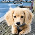 The Golden Wiener
