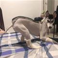 The Greatest Hair Cut