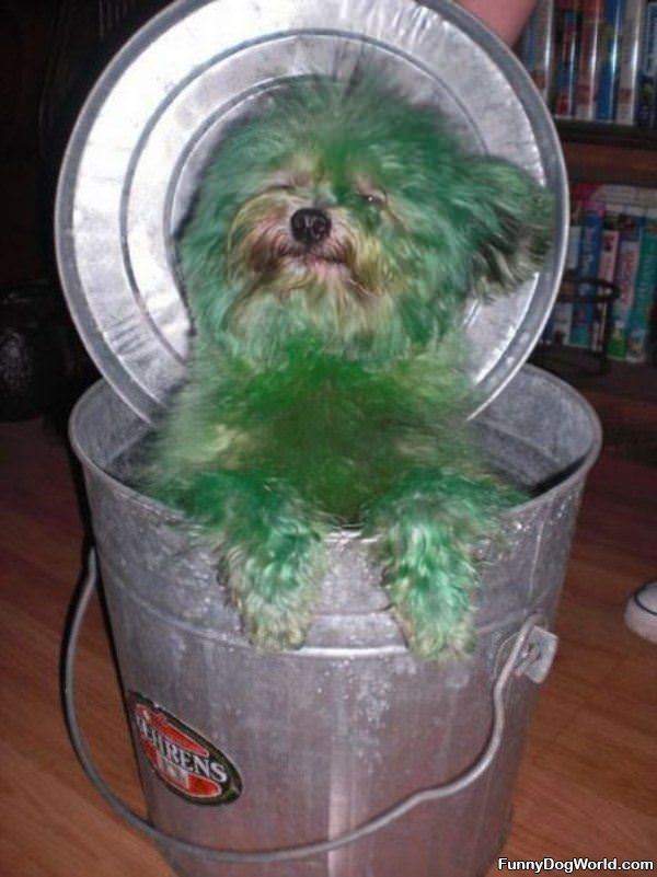 The Green Dog