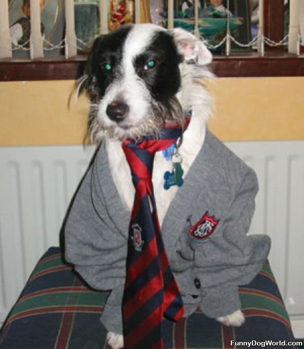 The Harry Potter Dog