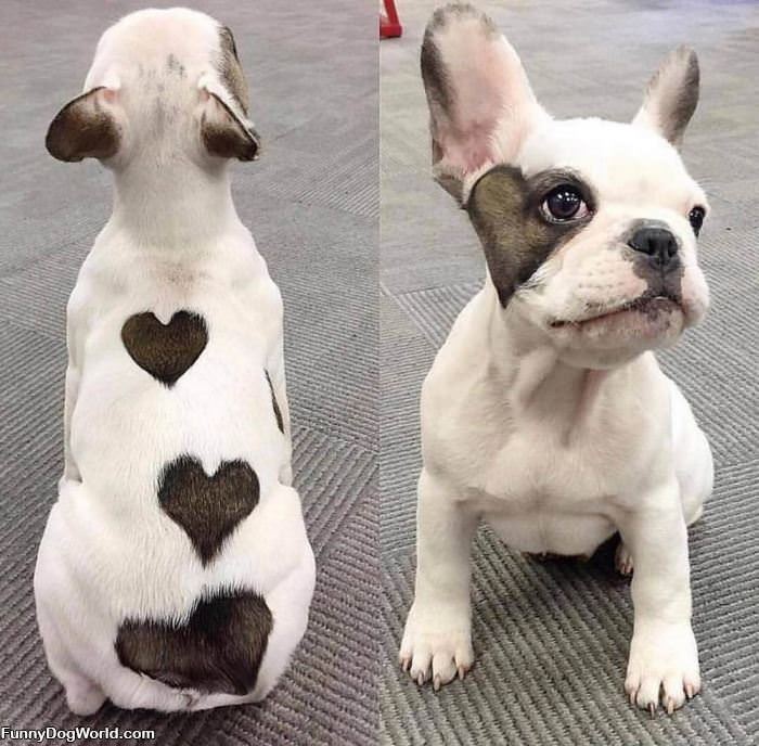 The Heart Dog