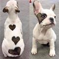 The Heart Dog