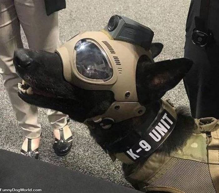 The K9 Unit