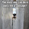 funny dog 4