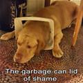 The Lid Of Shame