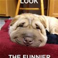 funny dog 5