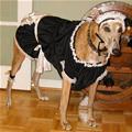 funny dog 5