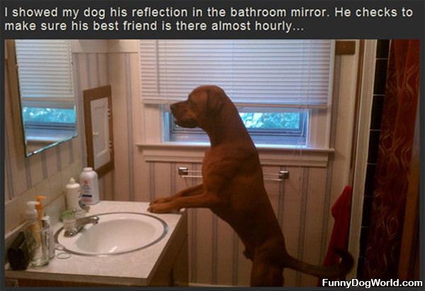 The Mirror Dog