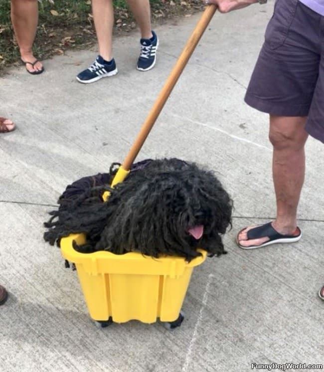 The Mop Dog