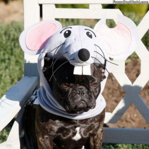 The Mouse Dog