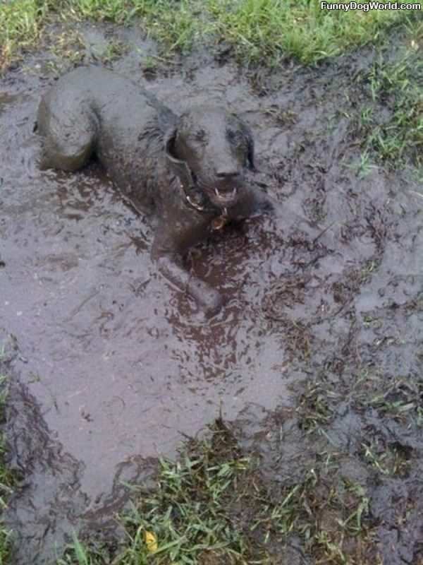 The Mud Dog