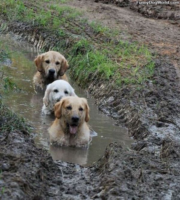 The Mud Dogs