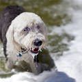 funny dog 5
