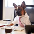 The Office Dog