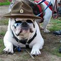 funny dog 4