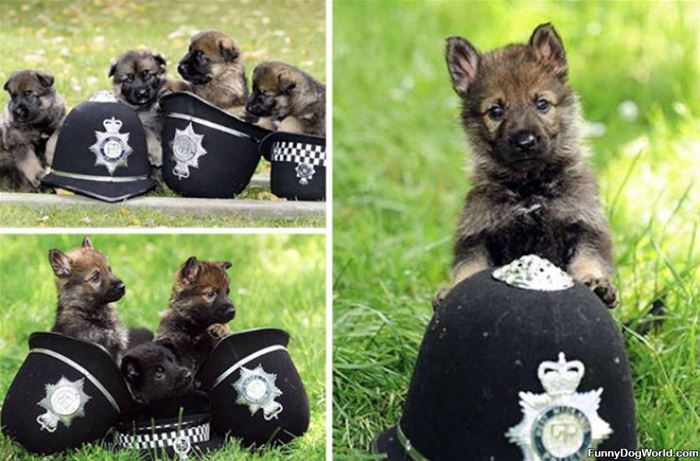 The Police Pup