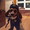 funny dog 4
