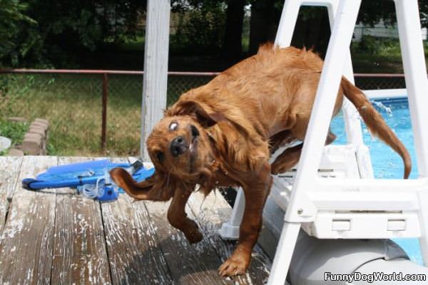 The Pool Was Wet