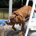 The Pool Was Wet