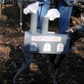 funny dog 2