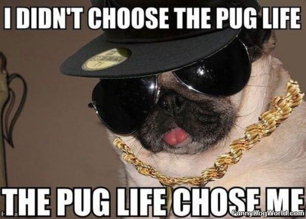 The Pug Life