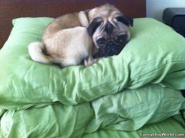 The Pug Pillow Stack