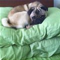 The Pug Pillow Stack