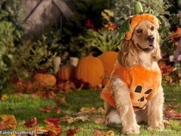 The Pumpkin Dog