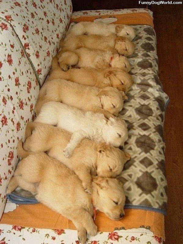 The Puppy Couch