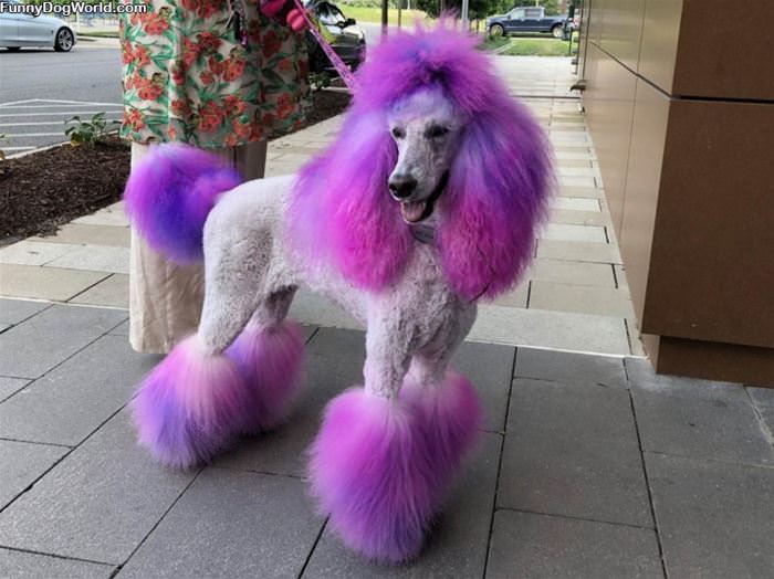 The Purple Dog