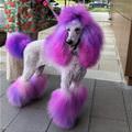 The Purple Dog