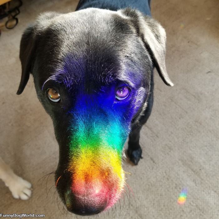 The Rainbow Snoot