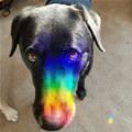 The Rainbow Snoot
