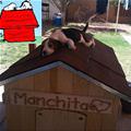 The Real Snoopy