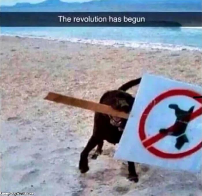 The Revolution Has Begun