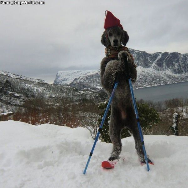 The Ski Dog