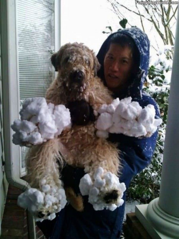 The Snow Dog