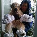funny dog 5