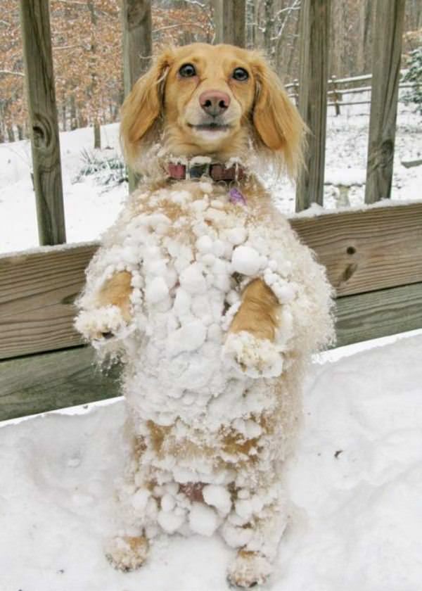 The Snowball Dog