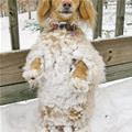 The Snowball Dog