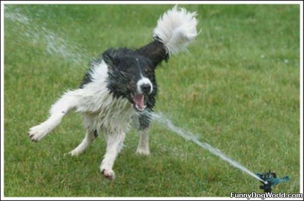 The Sprinkler Dog