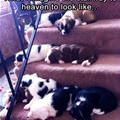 funny dog 1