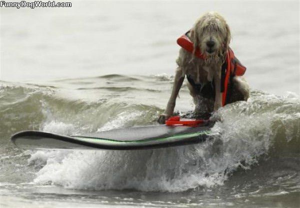 The Surf Dog